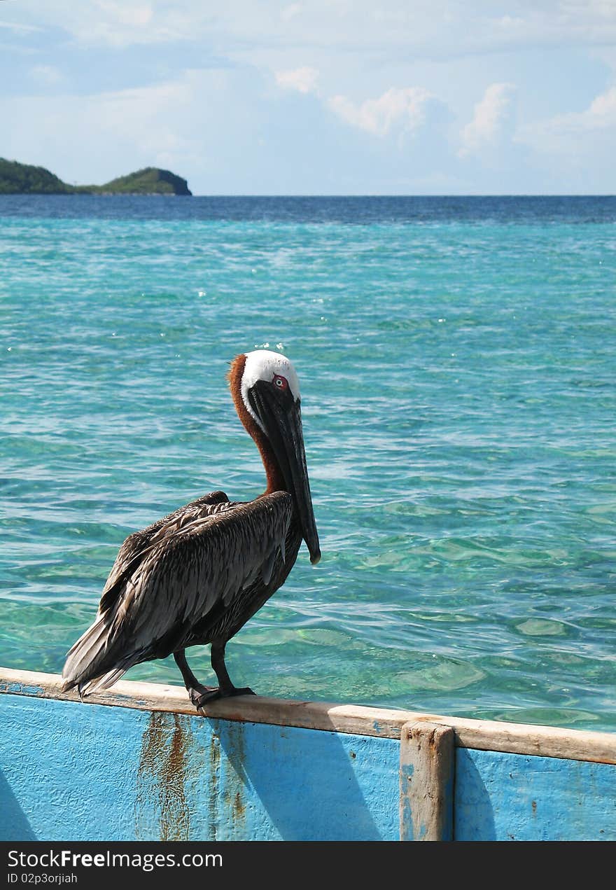 Caribbean Pelican Perched On Canoe