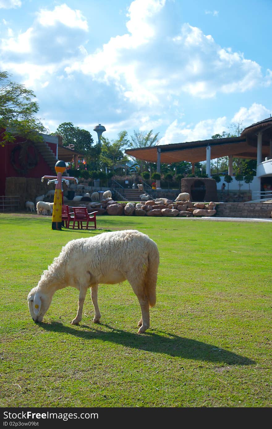 Sheep at scenery resort in Thailand