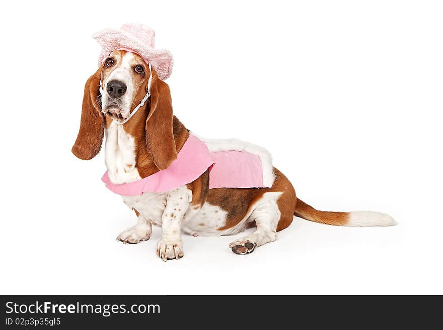 Basset Hound dog wearing a pink cowboy outfit isolated on white