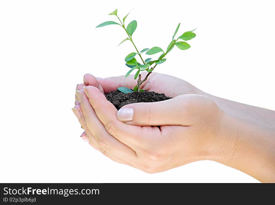 Plant In Hand