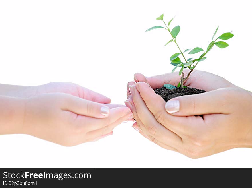 Plant in hand