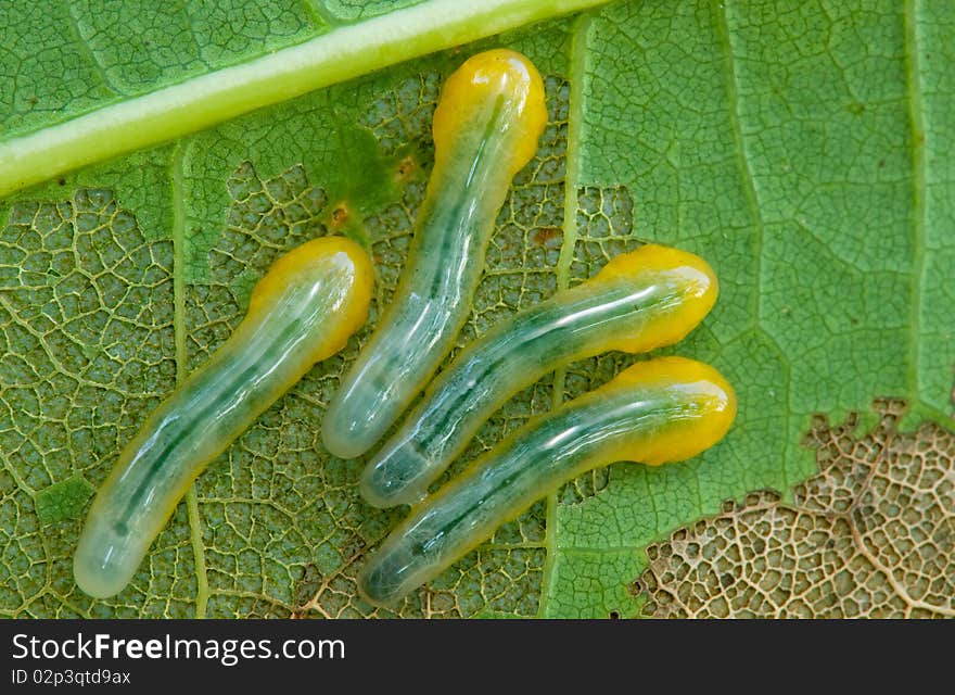 Sawfliy Larvae