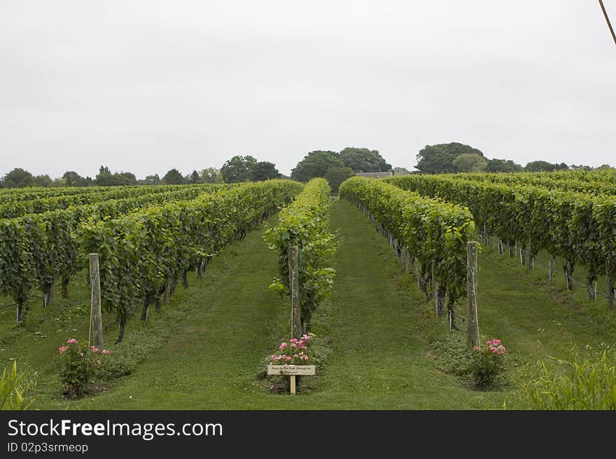 Nature shot taking advantage of the architectural aspects provided by the vineyard.