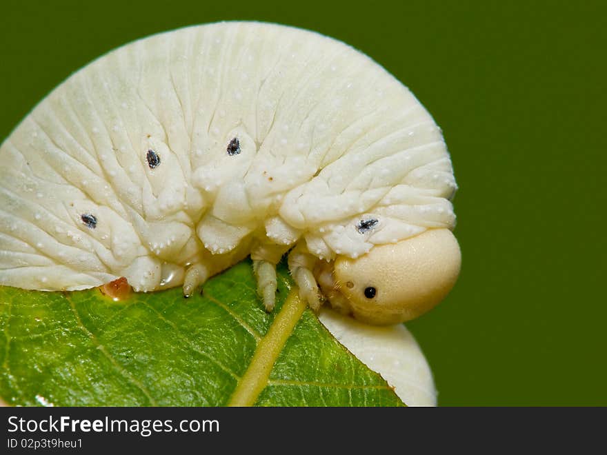 A sawfly larvae rolled up on a leaf