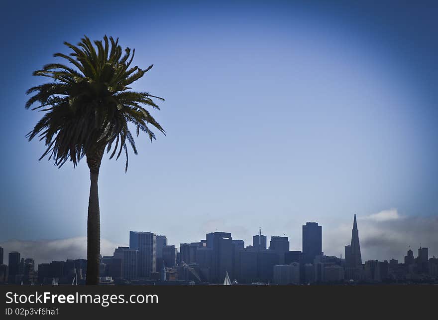 Palm tree in front of the city of San Francisco. Palm tree in front of the city of San Francisco