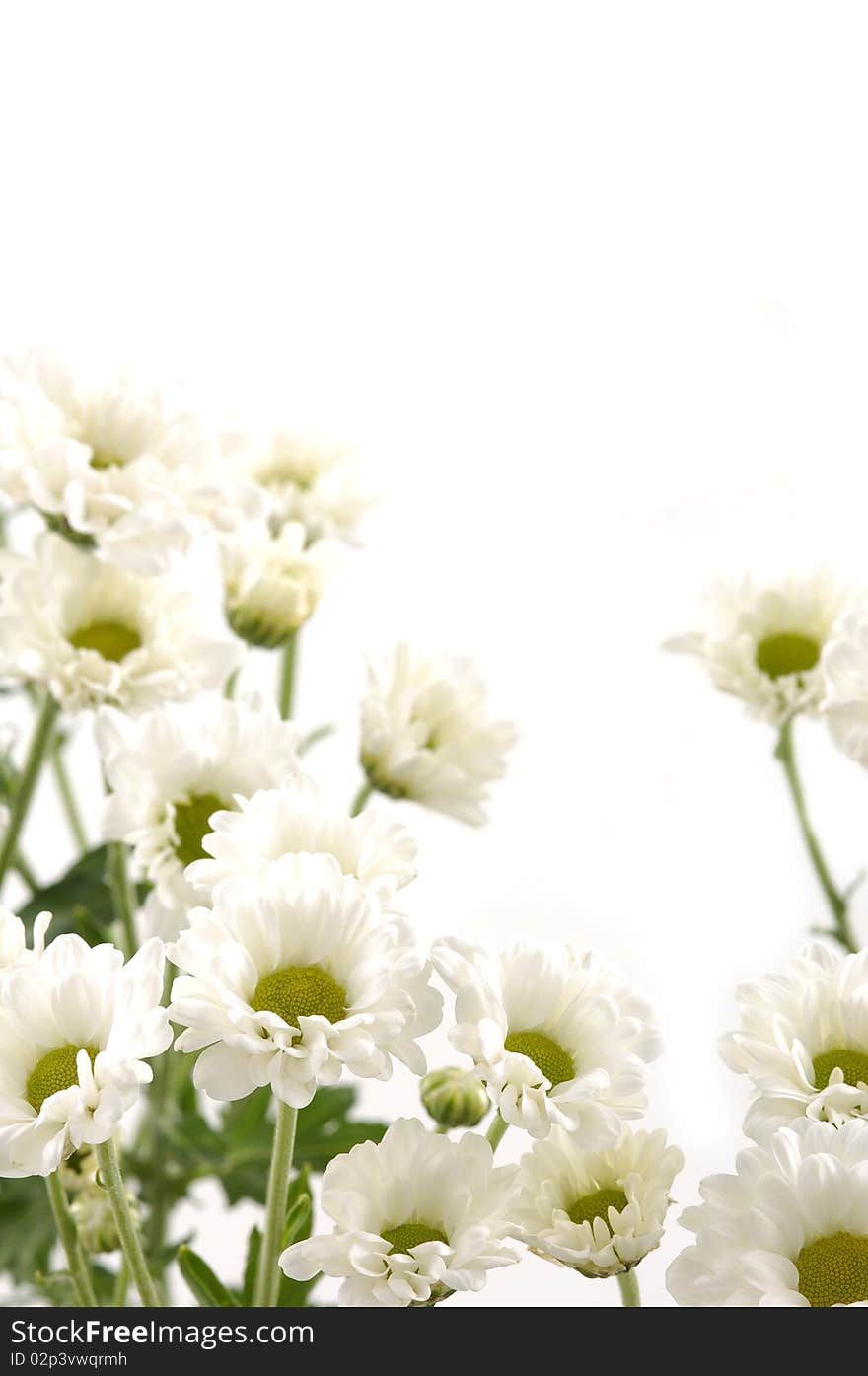 White Marigold