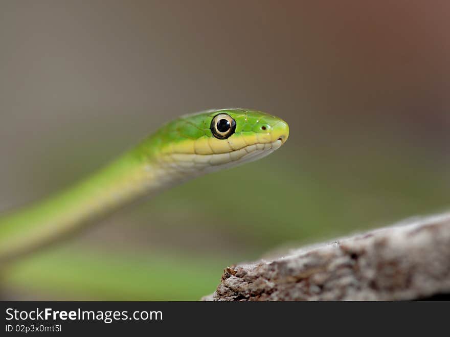 Green Snake