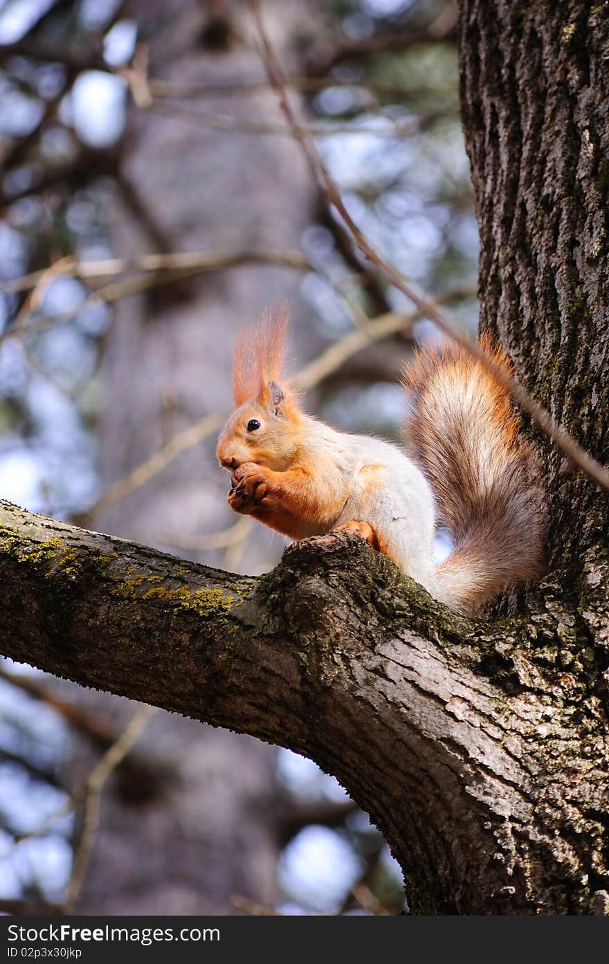 Wild squirrel eats a nut