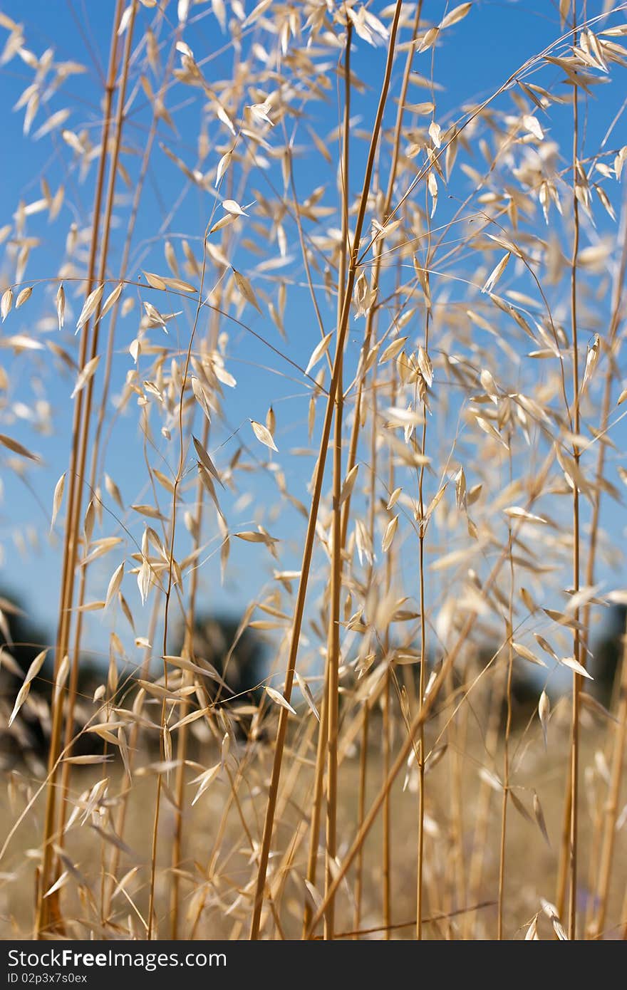 Macro shot of a wild wheat field on a sunny summer day. Macro shot of a wild wheat field on a sunny summer day