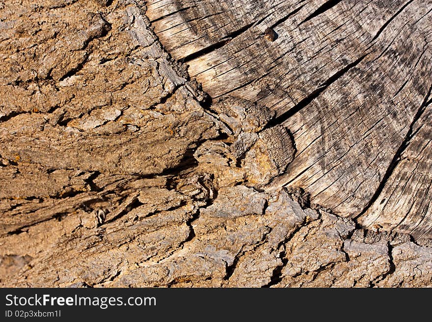 Bark And Wood Background