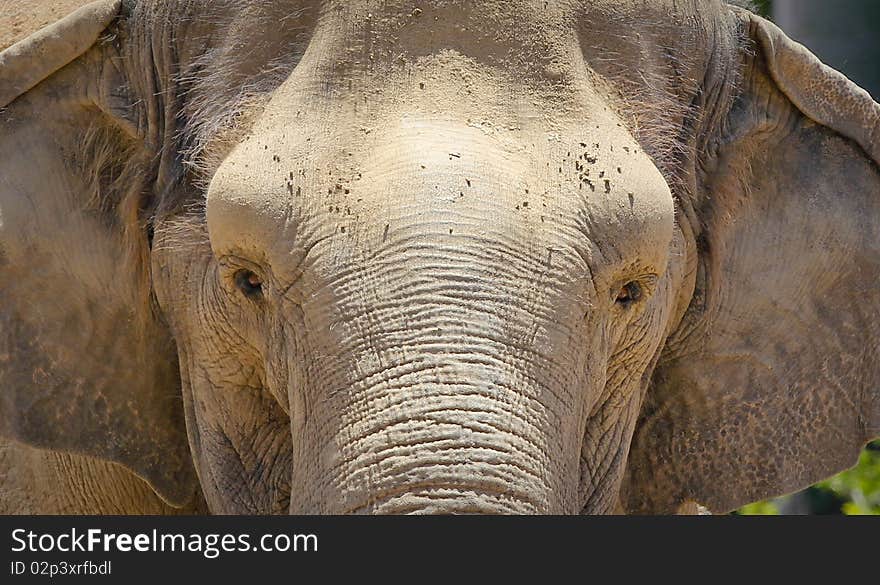 Close up portrait of an elephant. Close up portrait of an elephant