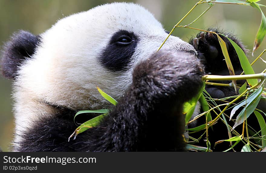 Close up portrait of a Panda. Close up portrait of a Panda