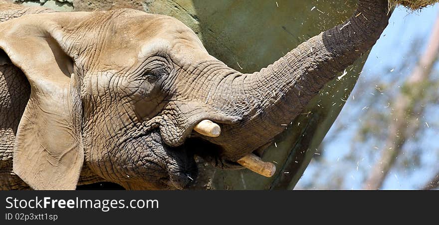 Close up portrait of an elephant. Close up portrait of an elephant