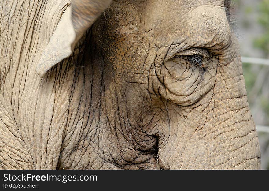 Close up portrait of an elephant. Close up portrait of an elephant