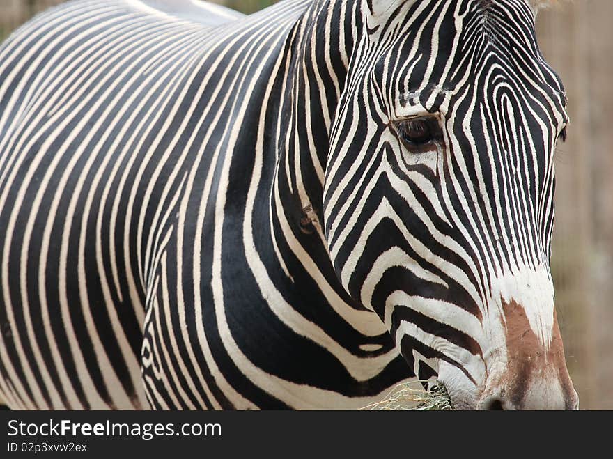 Close up of a zebra. Close up of a zebra