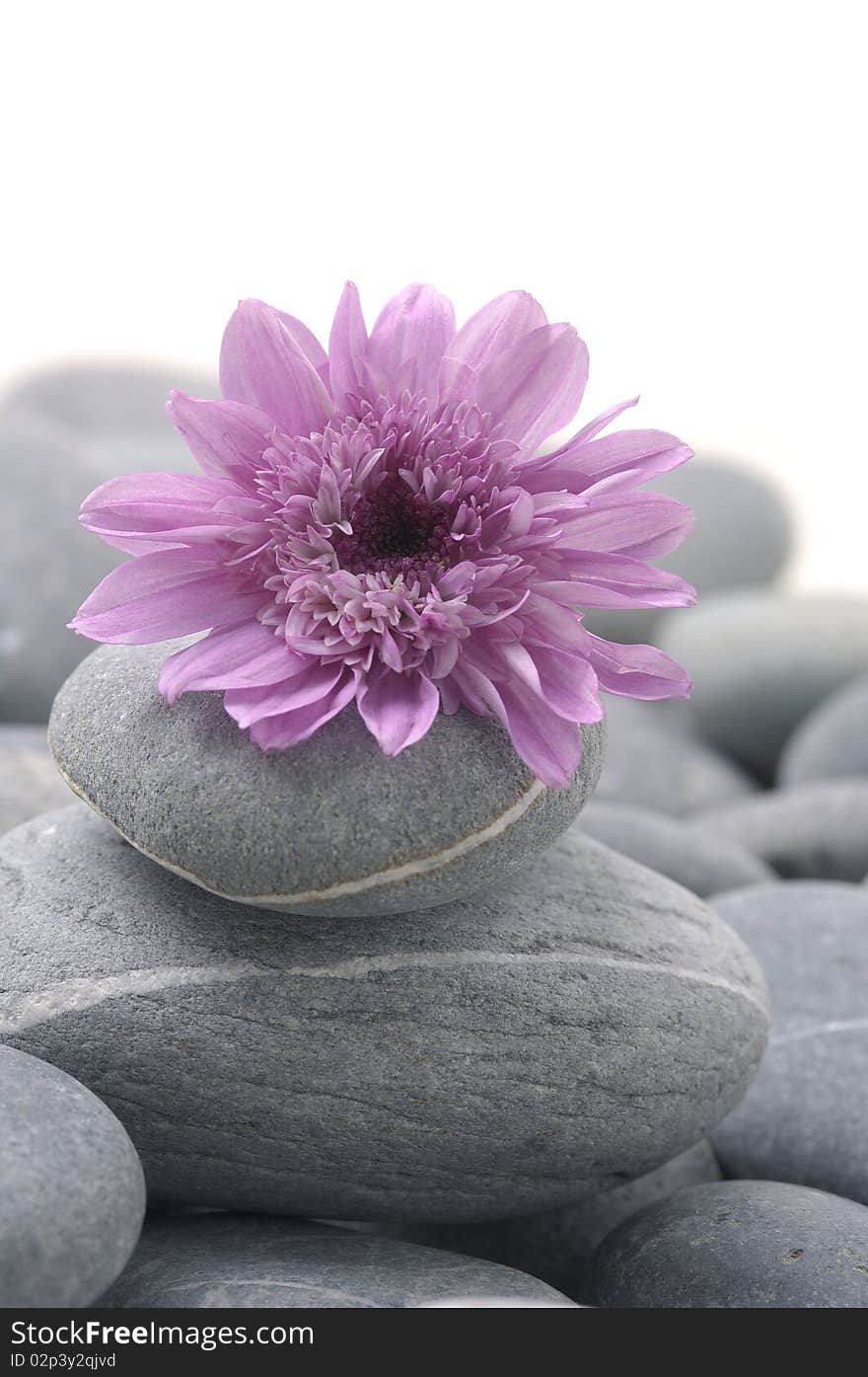 Pink gebera daisy on pebbles. Pink gebera daisy on pebbles