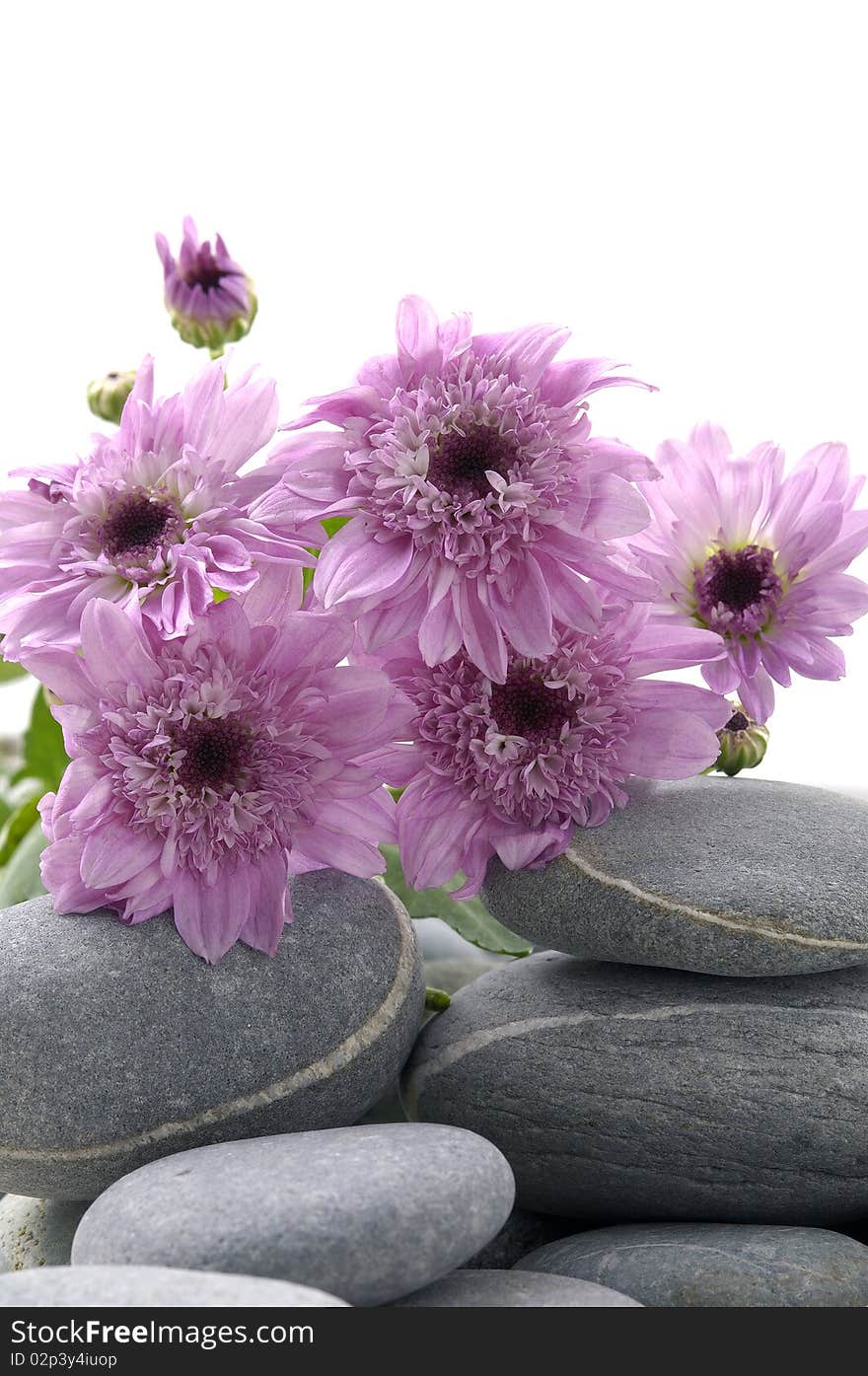 Close up of pink gebera daisy. Close up of pink gebera daisy