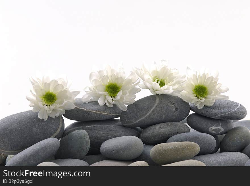 Row of beautiful white daisy on pebble stones. Row of beautiful white daisy on pebble stones