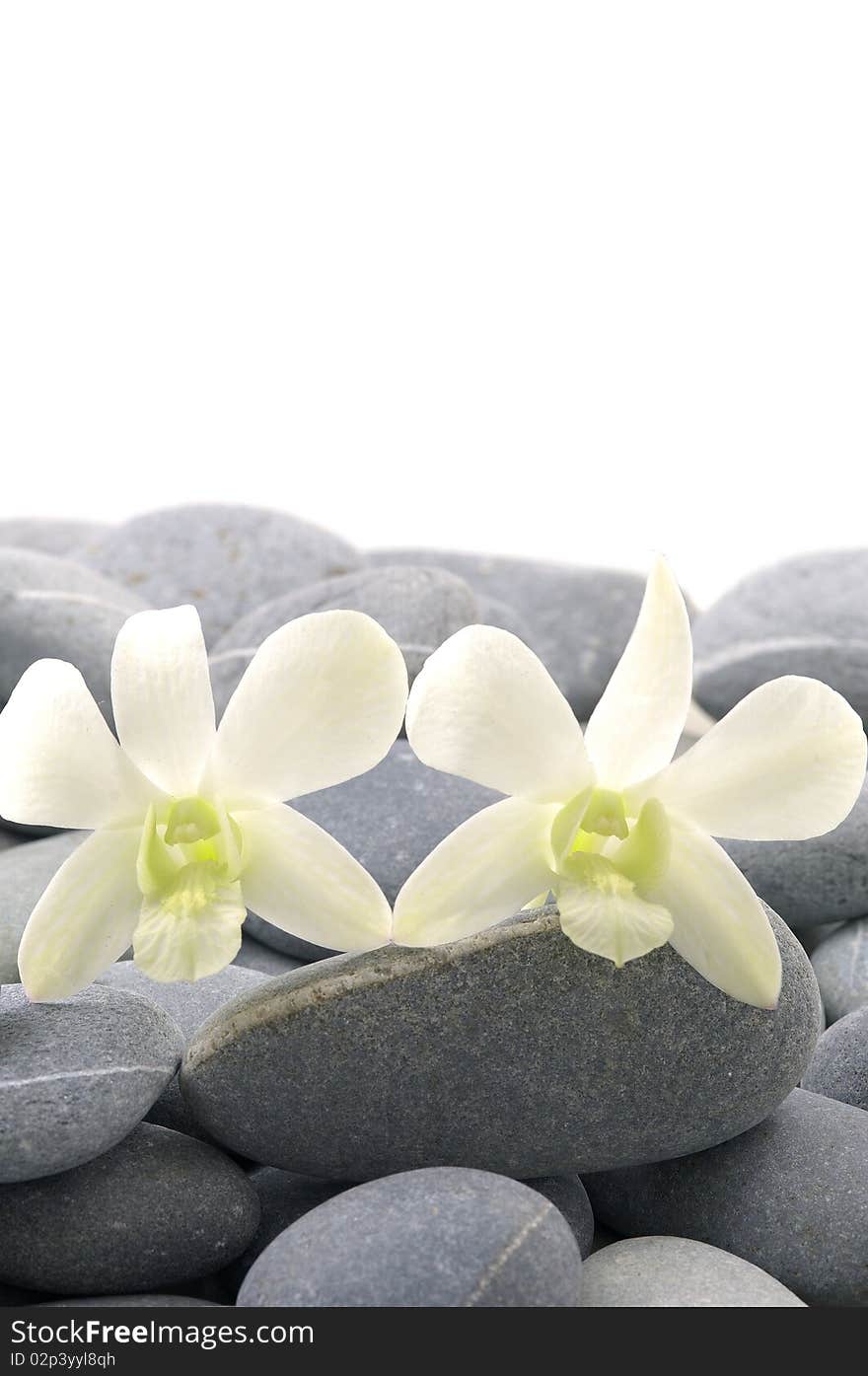 Pair of orchid with gray stones. Pair of orchid with gray stones