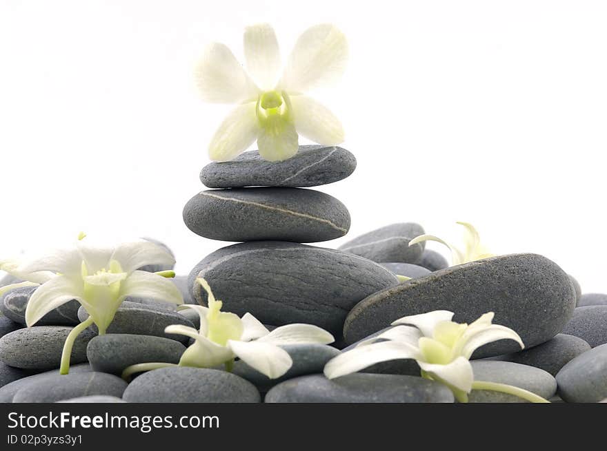 Set of orchid on pebbles. Set of orchid on pebbles