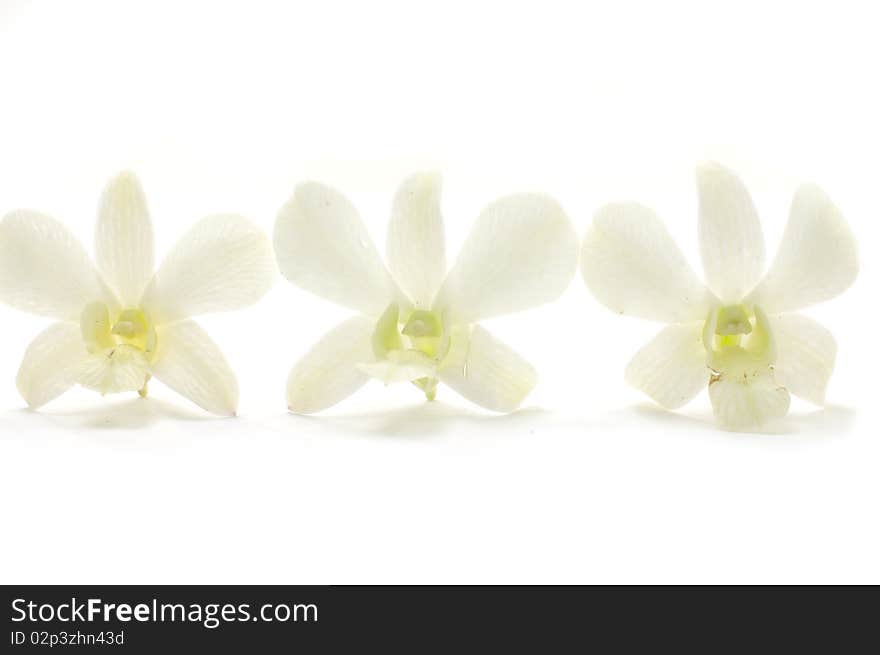 Three orchids isolated with clipping path