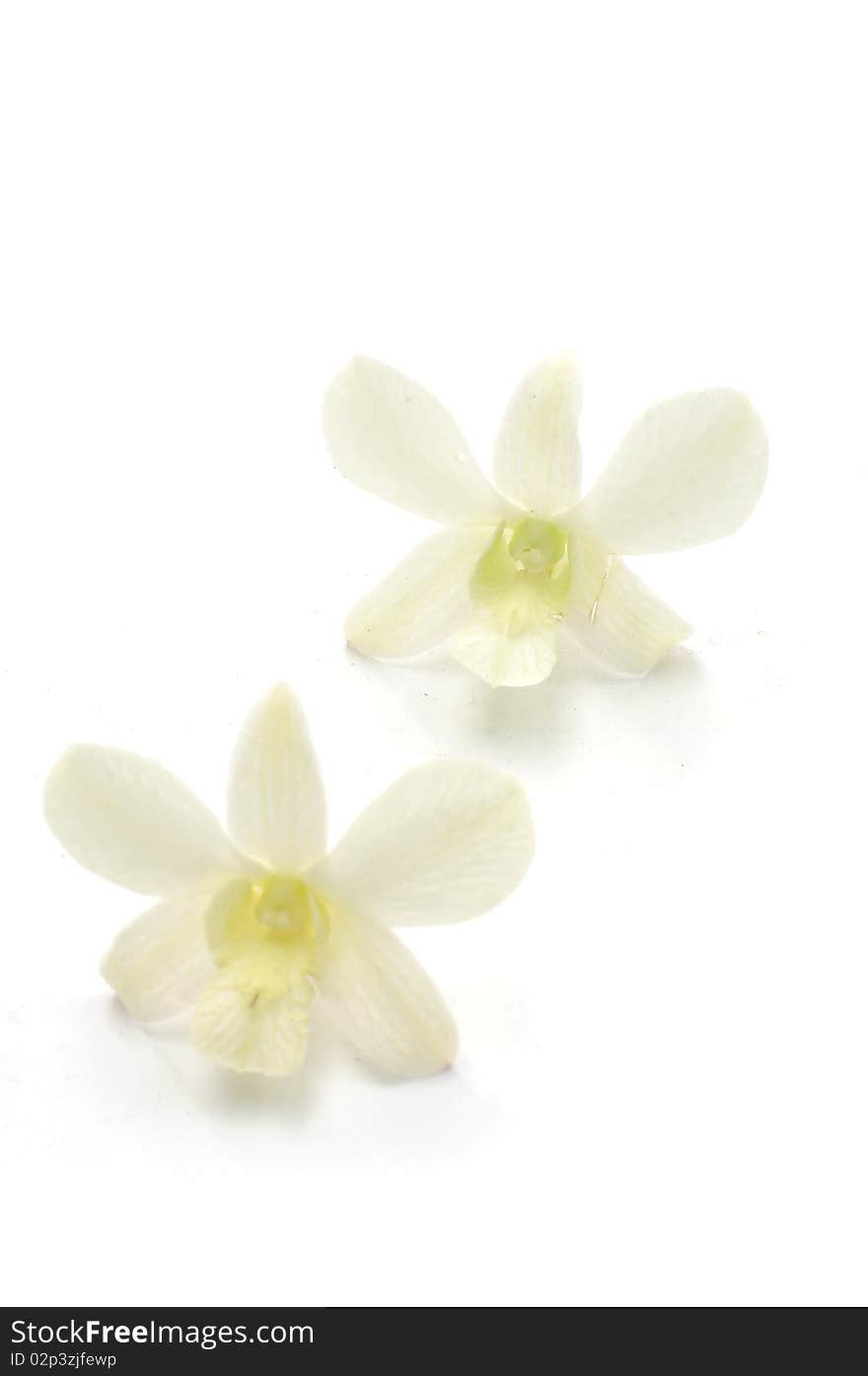 Orchids isolated with clipping path