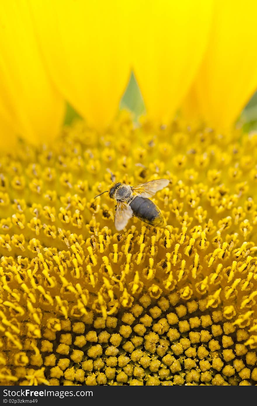 Bee On Sunflower