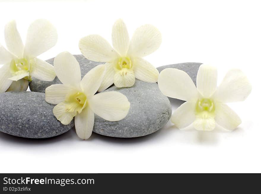 Orchid and stones