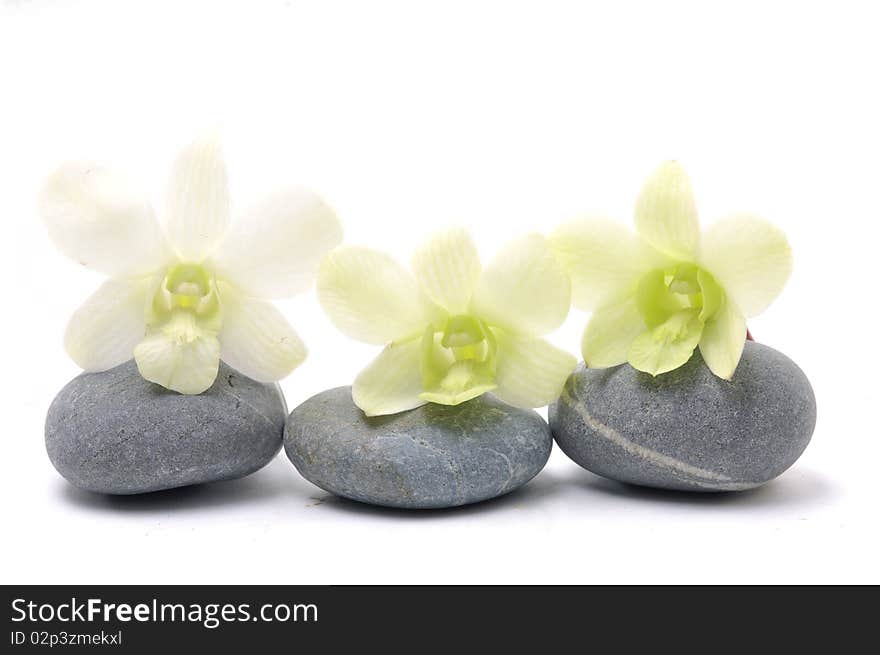 Row of orchid with stones. Row of orchid with stones