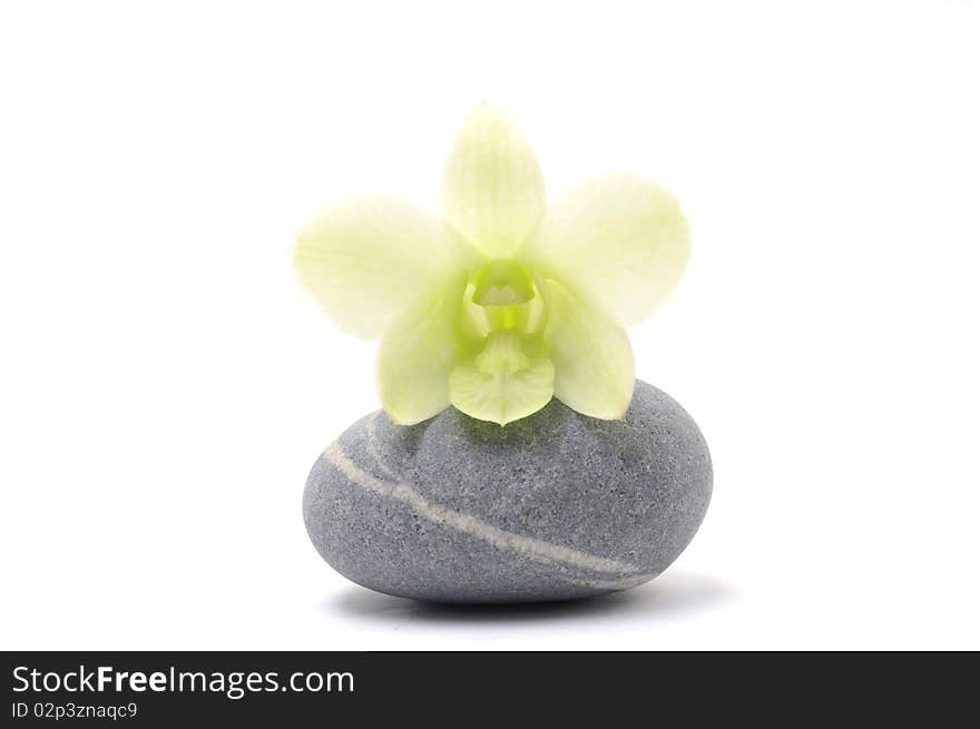 Beautiful orchid with zen stone. Beautiful orchid with zen stone