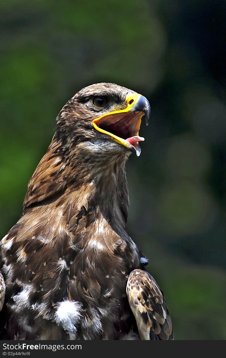 Eagle portrait on the green background