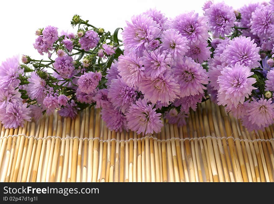 Still life with Laying down pink daisy flower