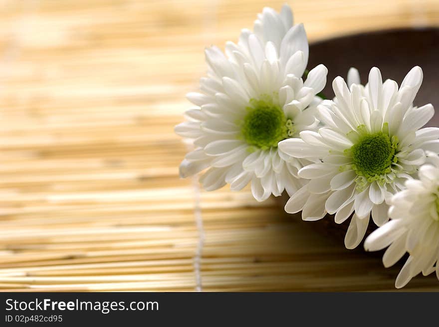 Wooden bowl with fresh white chrysanthemums. Wooden bowl with fresh white chrysanthemums