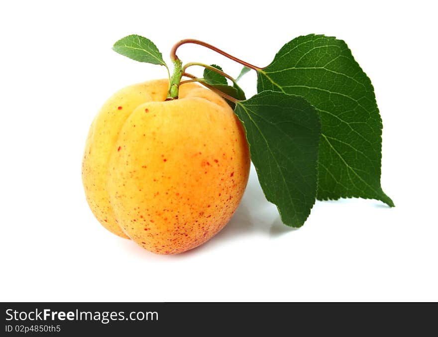 Apricot isolated on white background