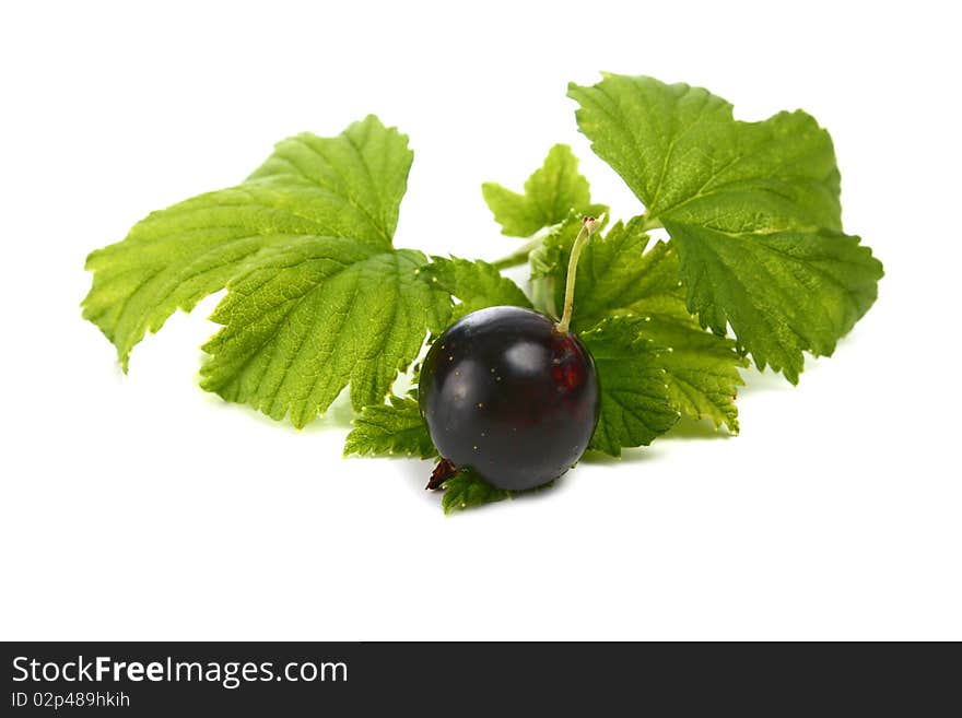 Black currants isolated on white background