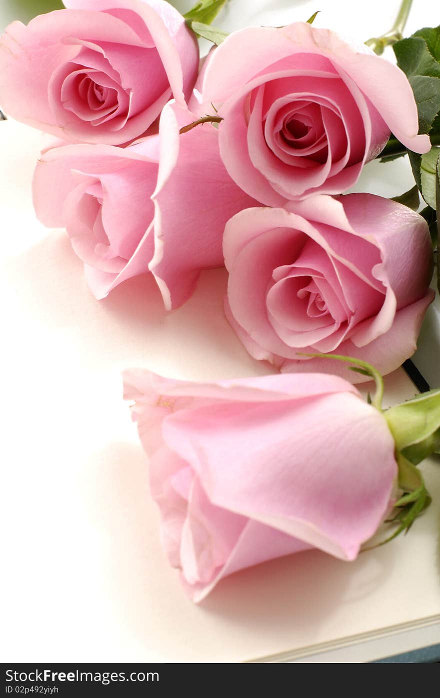 Beautiful soft pink roses bouquet  on notebook close up. Beautiful soft pink roses bouquet  on notebook close up