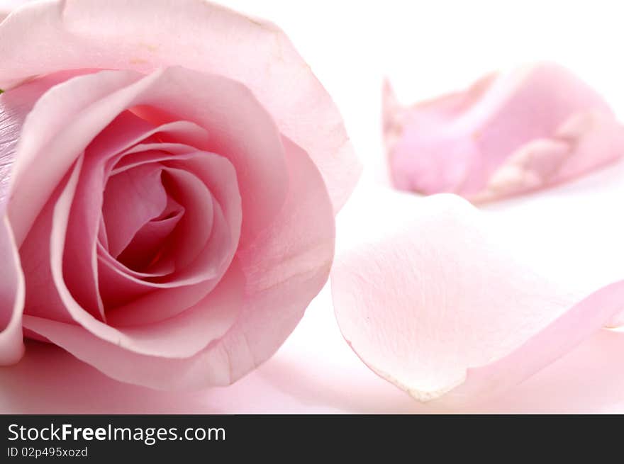 Close up of pink rose with petals