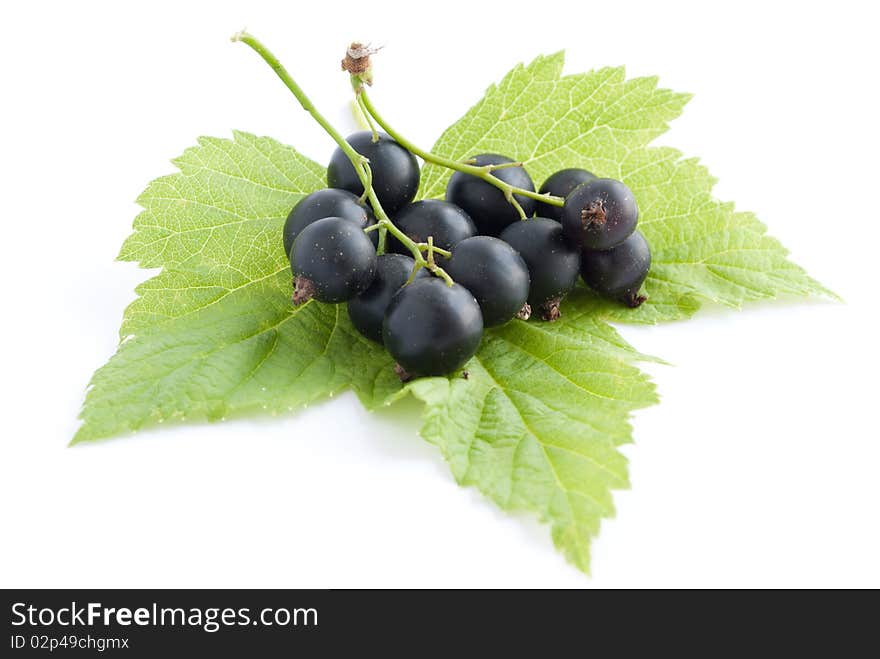 Black currant with leaves