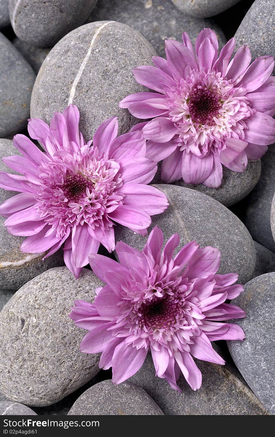 Three pink gerber on stonescloe up. Three pink gerber on stonescloe up