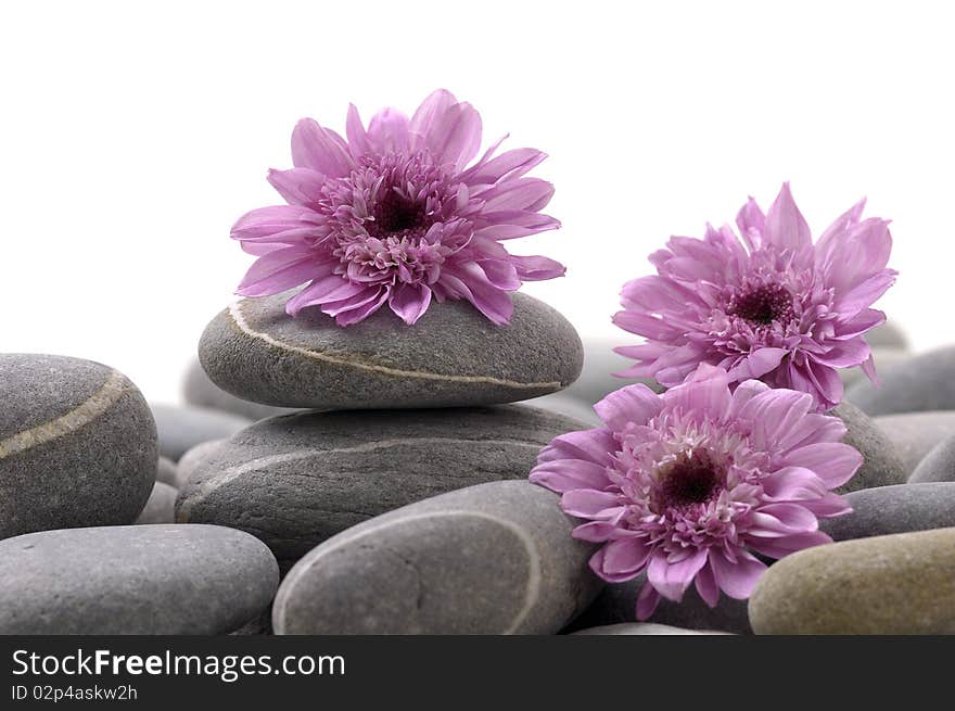 Still life with pebble and pink daisy flower. Still life with pebble and pink daisy flower