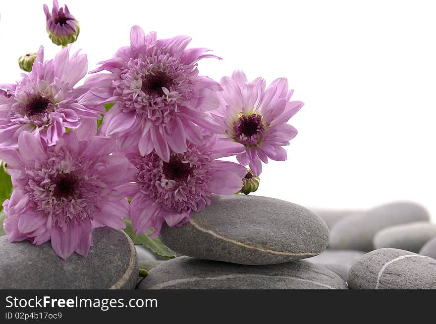 Pebble and pink daisy flower. Pebble and pink daisy flower