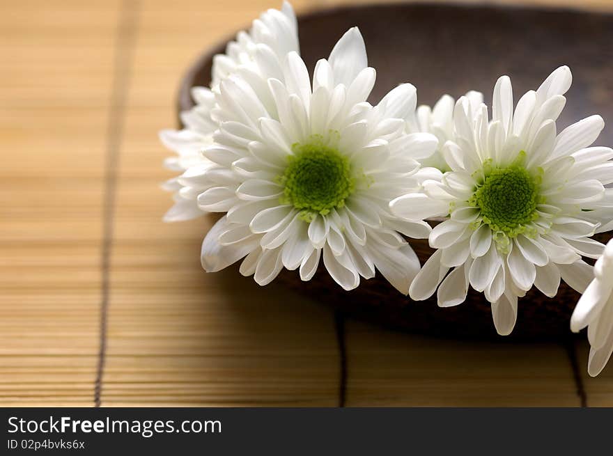 Bowl Of Chrysanthemum