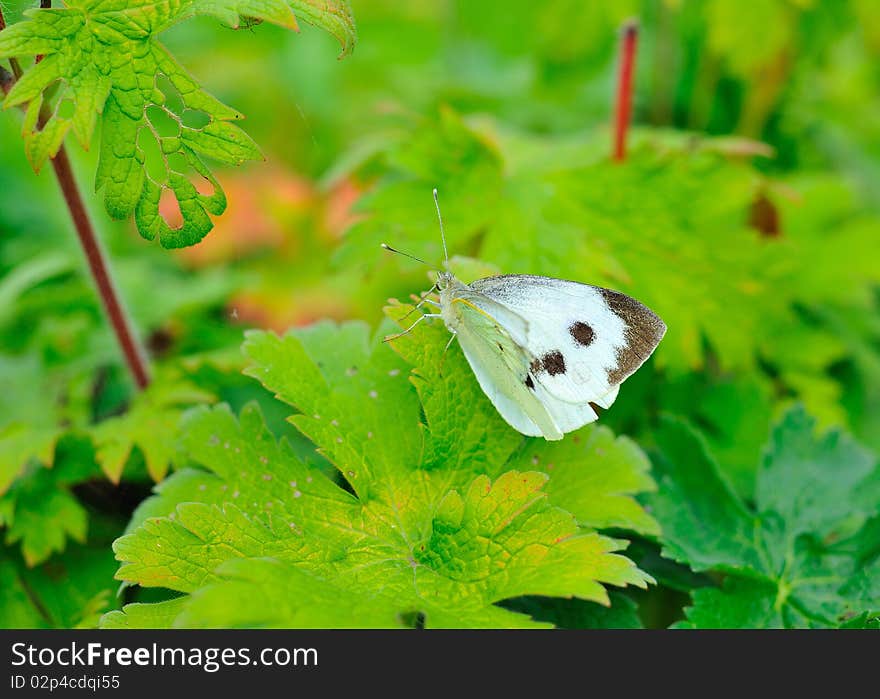 Butterfly on green leaf