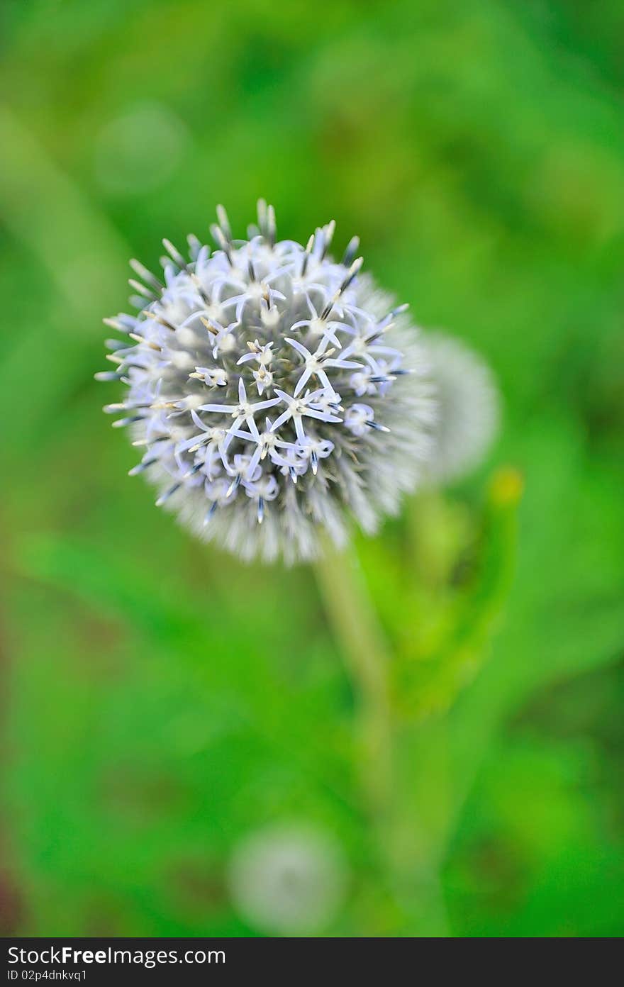 Beautiful violet round flower in the garden