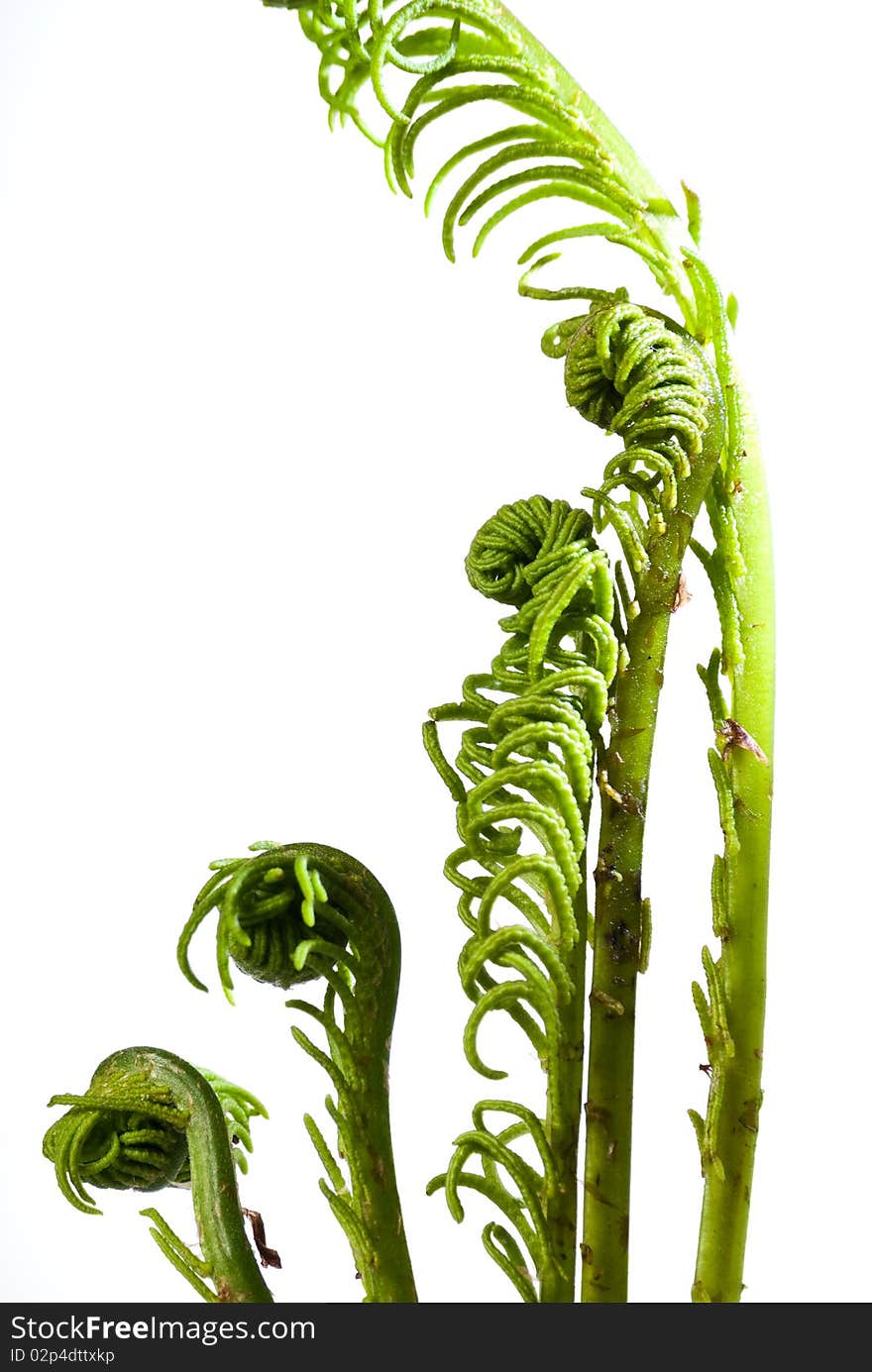 Fern Fronds