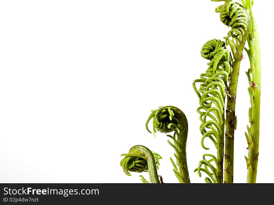 Swirled Fern Fronds