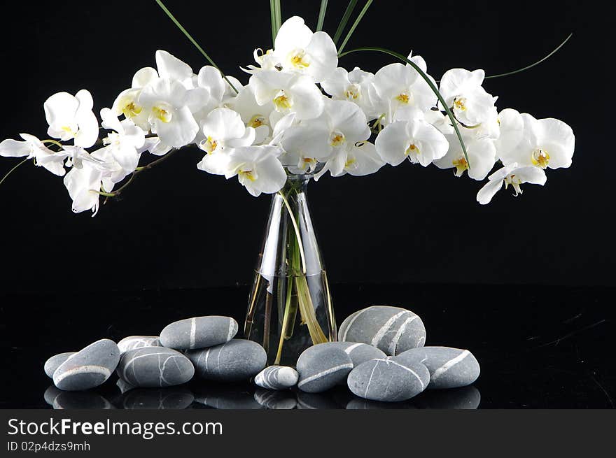 Beautiful orchid in vase with pebble on black