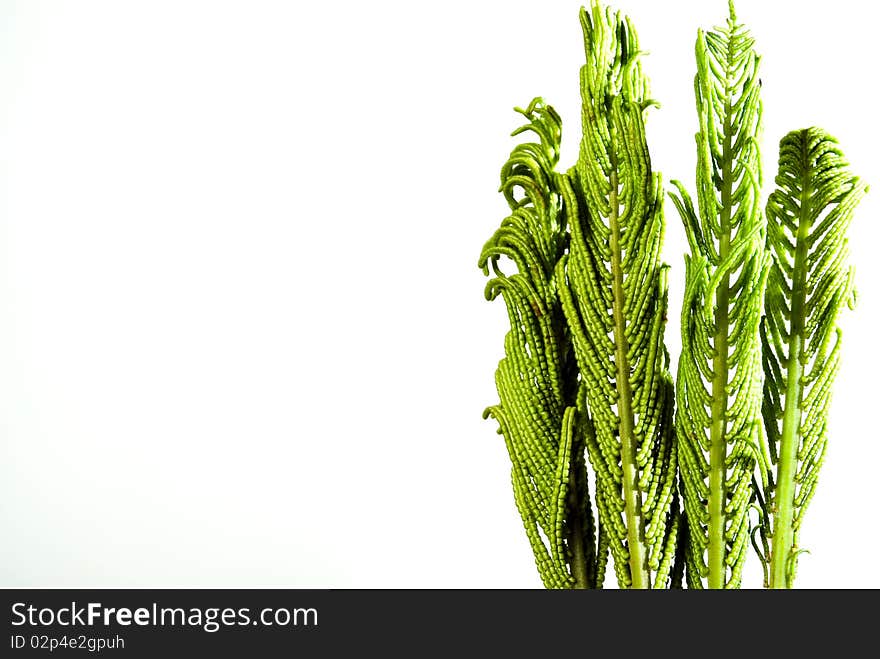 Several fern fronds