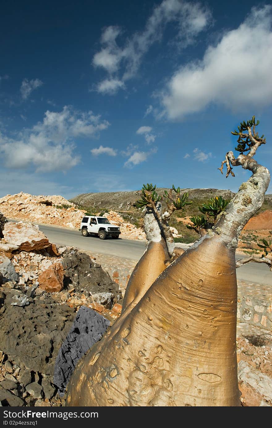 Bottle tree by the road. Bottle tree by the road