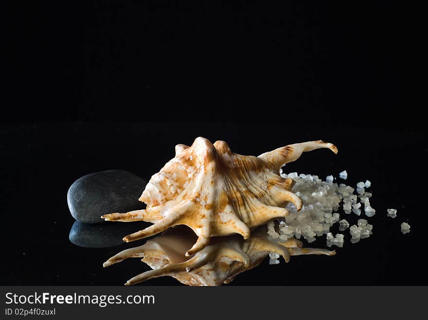 Still life with shell and bath salt